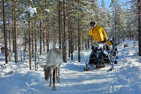 Finding reindeer along the way
