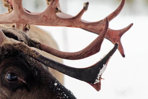 Jokkmokk: Reindeer Feeding Experience with Sami Guide