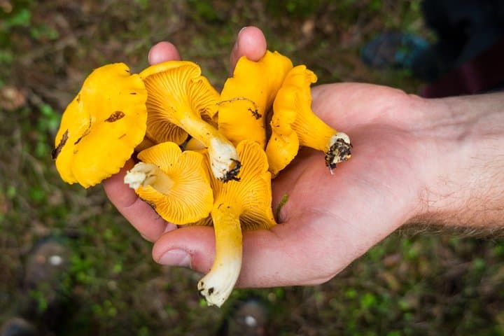 Chanterelle picking in the forest, delicious!
