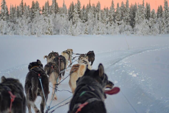 Sunrise Zen Husky Tour (10:00 to 13:00 - sitting on the sled)