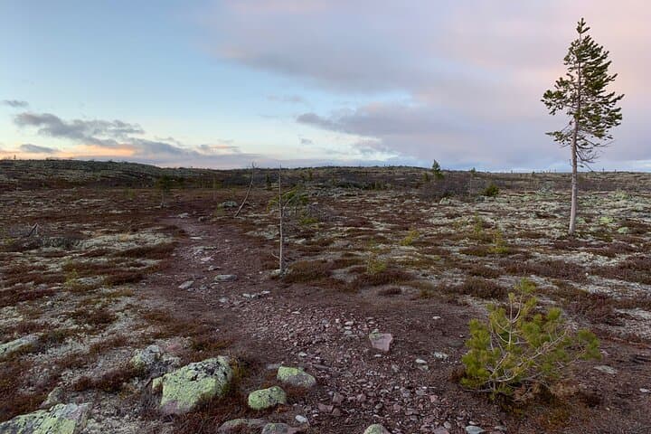 4 hour adventure in Fulufjället National Park