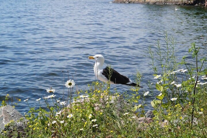 Stockholm Guided Archipelago Cruise Tour with Swedish Fika