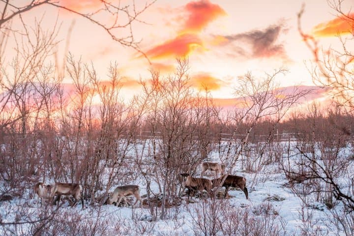 Sami Arctic Morning Snowshoe And Reindeer Tour