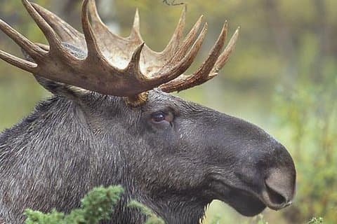 Sunset wildlife safari from Stockholm