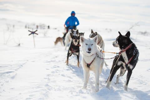 Dogsledding in the nationalpark of Fulufjället