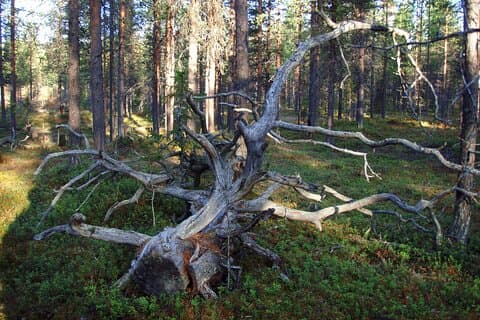 Discover the Kiruna Wilderness: A Guided Forest Walk