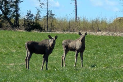 Evening Wildlife Safari with Campfire Dinner from Stockholm