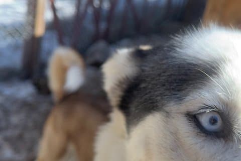 Huskies Experience and Swedish Fika