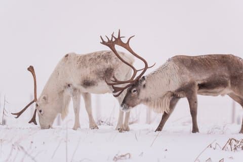 Abisko Arctic Reindeer and Sami Cultural Experience
