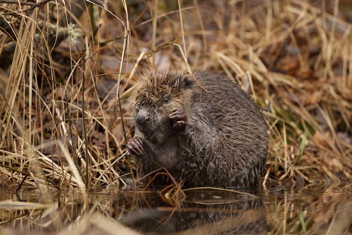 We always see beavers on these trips