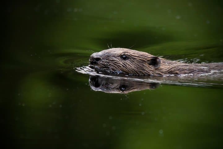 Beaver swimming next to our boat