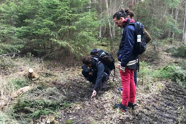 Evening Wildlife Safari with Campfire Dinner from Stockholm