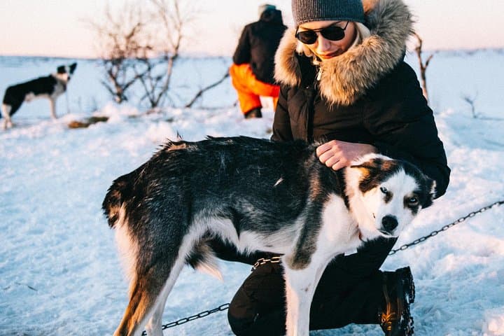 Cosy moments with the huskies