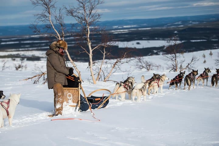 Dogsledding in the nationalpark of Fulufjället