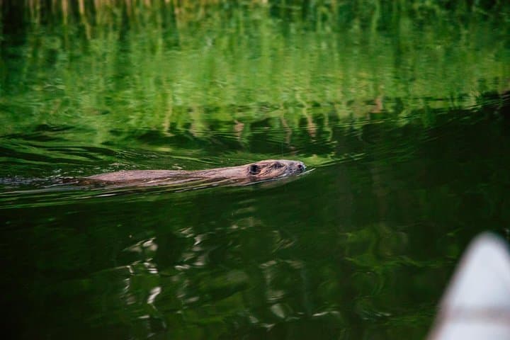 Canoe adventure in Stockholm Archipelago