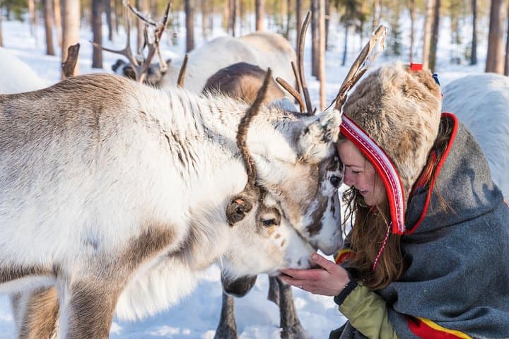 Meet Anna and the Reindeers in Swedish Lapland