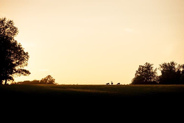 Spoting wildlife at sunset