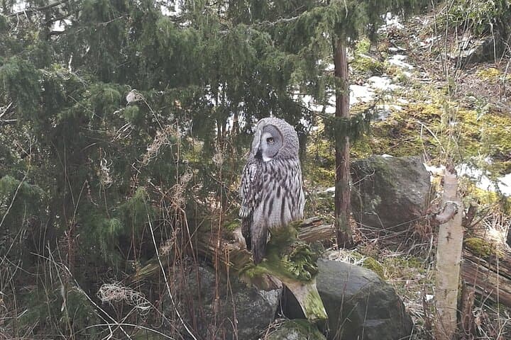Evening Wildlife Safari with Campfire Dinner from Stockholm
