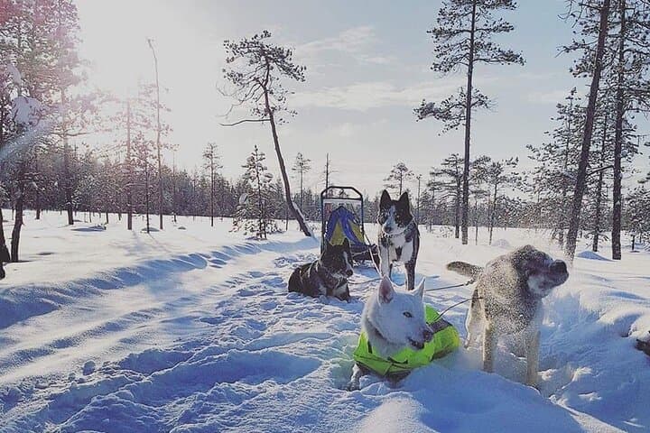 Husky Sledding Tour