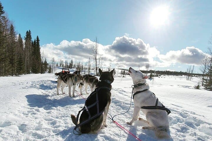 Husky Sledding Tour