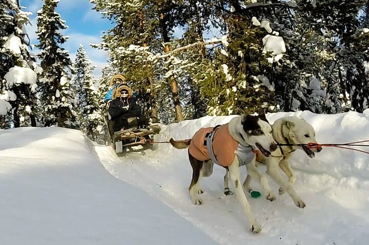 Exciting husky tour ride
