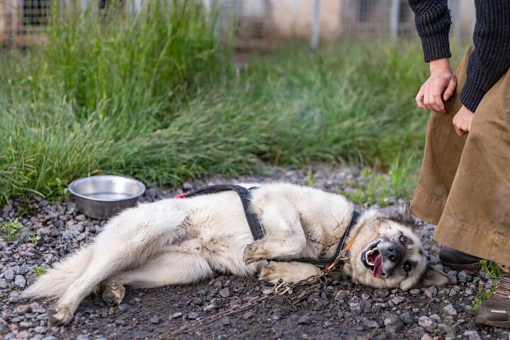 Meet 70 Huskies and Enjoy a short ATV Tour with the Huskies