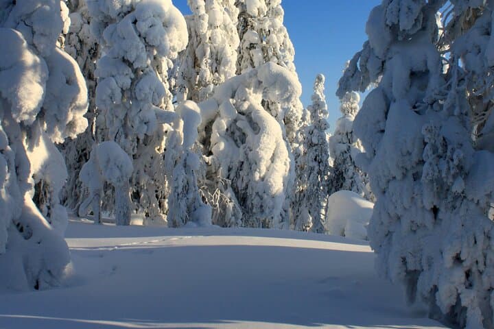 Snowshoe in a Winter Forest