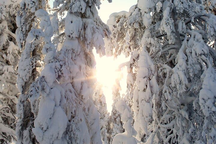 Snowshoe in a Winter Forest