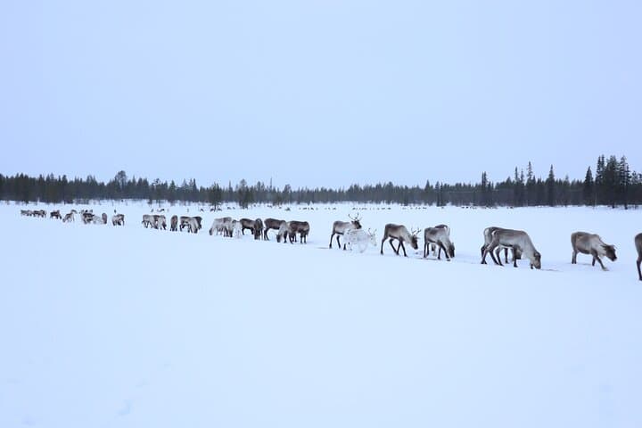 Feed the reindeer