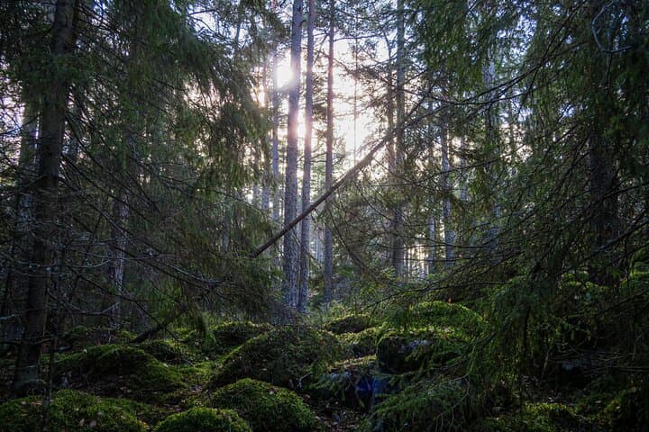 Survival Hike and tour of Tyresta National Park