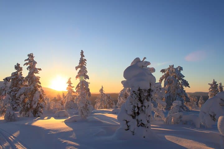 Snowshoe in a Winter Forest