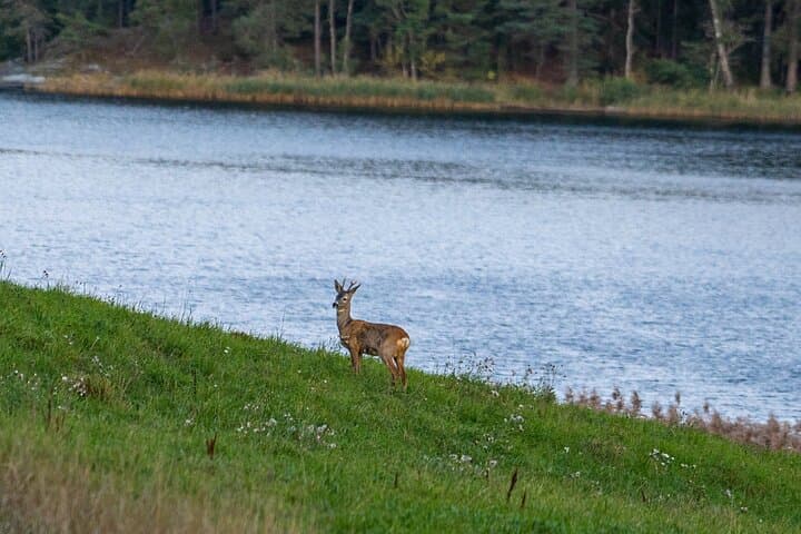 Evening Wildlife Safari with Campfire Dinner from Stockholm