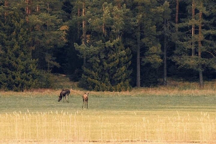 Evening Wildlife Safari with Campfire Dinner from Stockholm