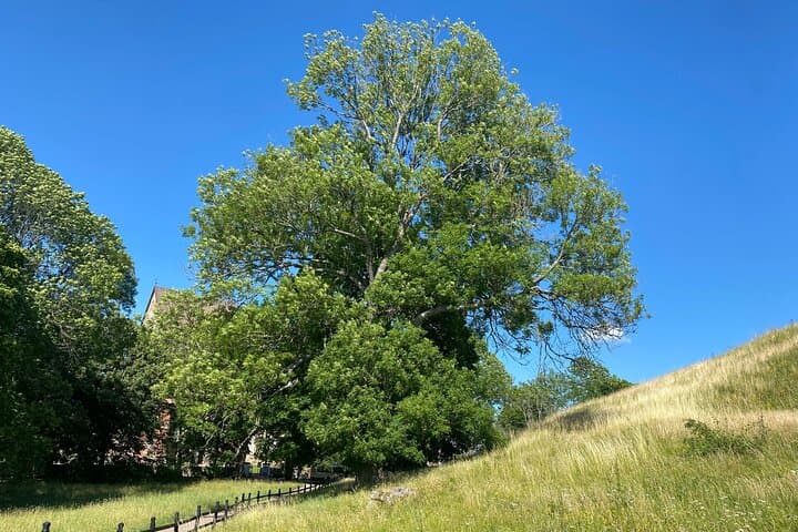 "Yggdrasil" The tree of Odin's knowledge