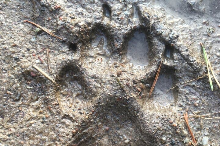 Wolf and Wildlife Tracking in Sweden