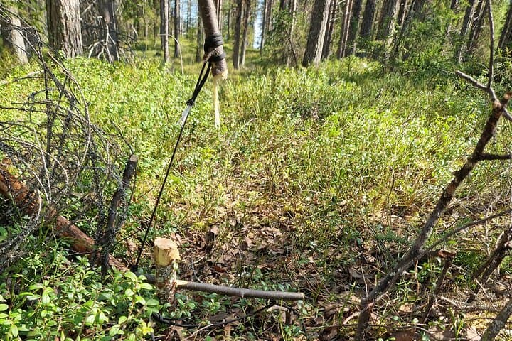 Discover the Kiruna Wilderness: A Guided Forest Walk
