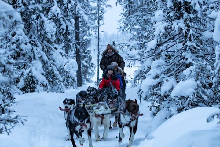 Polar Sunrise Eco Experience (10:00-13:00- driving the sled)