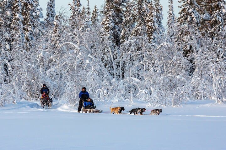 Polar Sunrise Eco Experience (10:00-13:00- driving the sled)