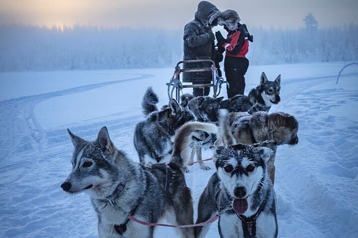 The emotions of a Husky