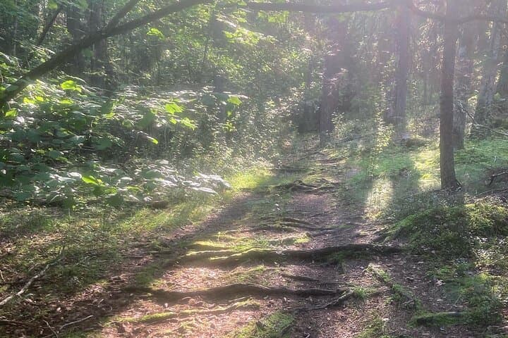 The light in the forrest is magical