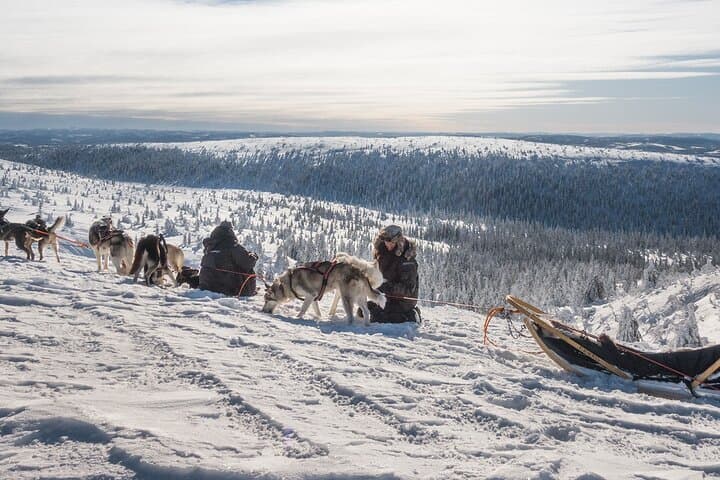 Overnight Tour with Dogsledding in Sälen