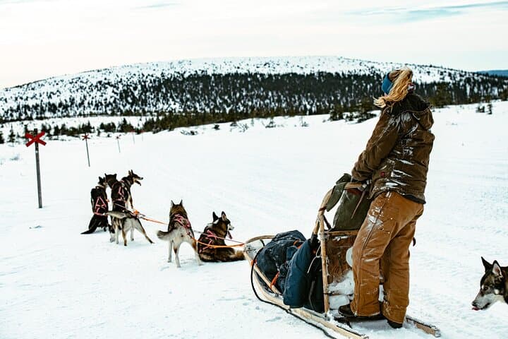 Overnight Tour with Dogsledding in Sälen