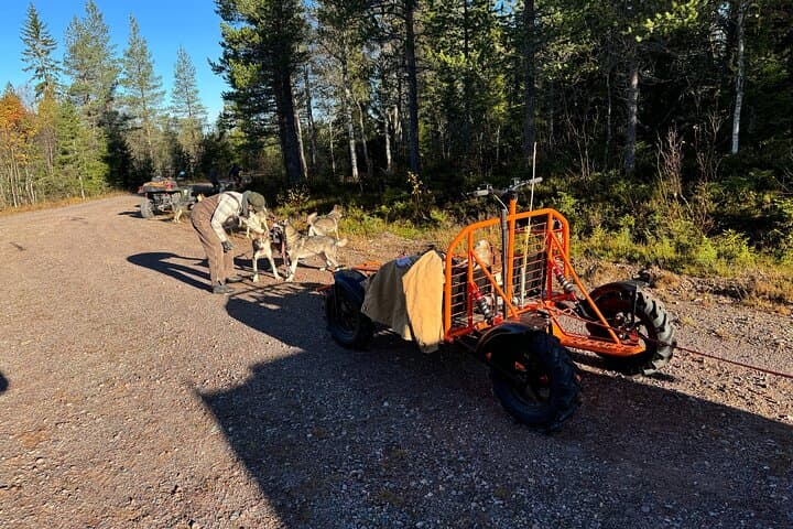 Dogcart - husky experience Sälen