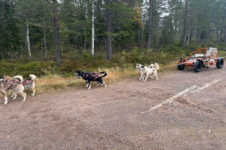 Dogcart - husky experience Sälen