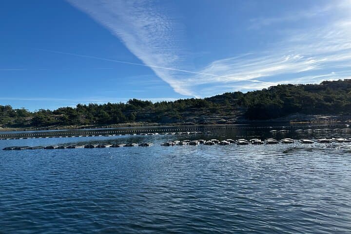 Oyster Tour Grebbestad Archipelago