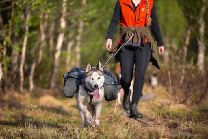 Nordic Husky Adventure Huskytrekking at Ansättenfjäll