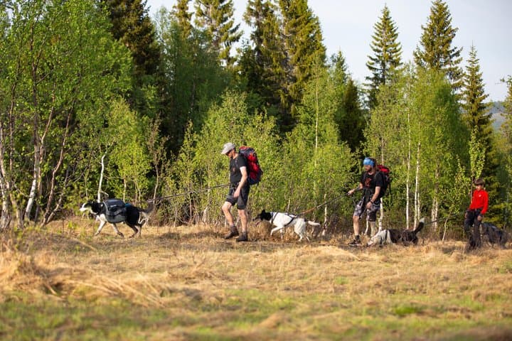 Nordic Husky Adventure Huskytrekking at Ansättenfjäll