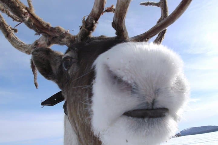 From Abisko Icehotel Visit Sámi Reindeer Museum Experience