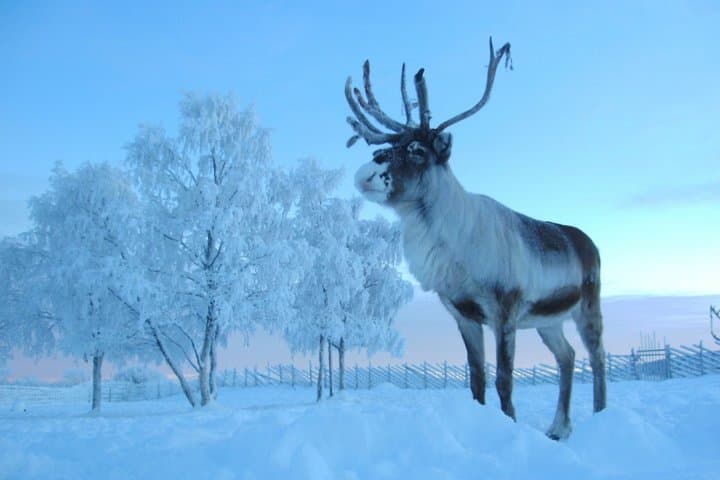 From Kiruna Icehotel Sami Reindeer Museum and City Tour