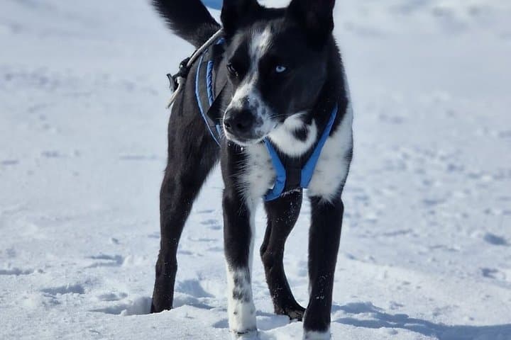 Kiruna Small Group Snowshoe Tour with Fika